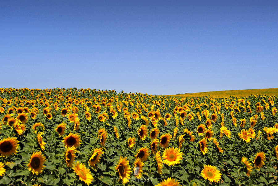 Campo de girasoles de camino a la Playa de Bolonia